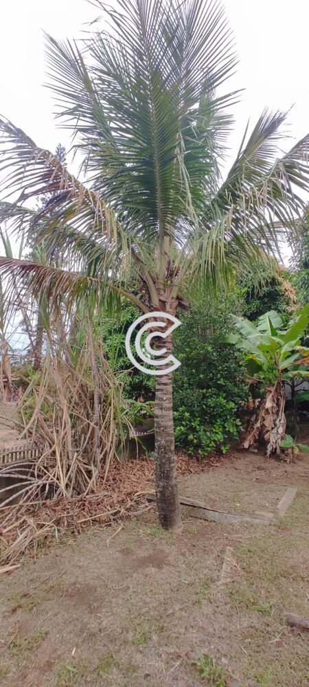 Chácara, 4 quartos, 2020 m² - Foto 14