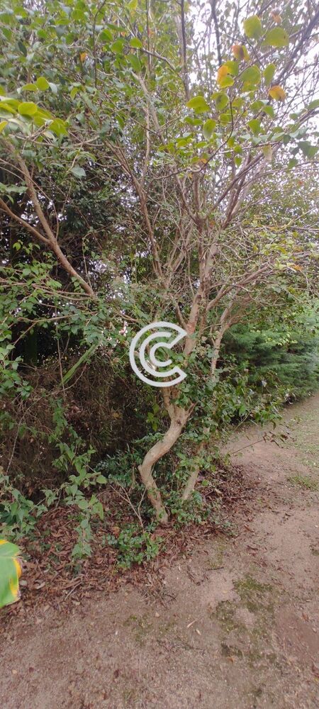 Chácara, 4 quartos, 2020 m² - Foto 29