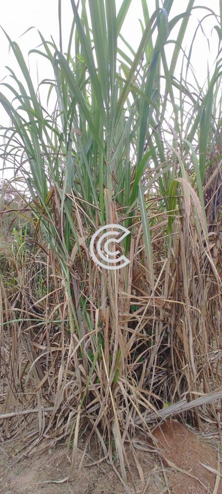 Chácara, 4 quartos, 2020 m² - Foto 34