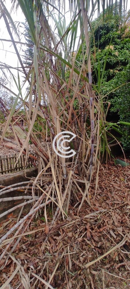 Chácara, 4 quartos, 2020 m² - Foto 13