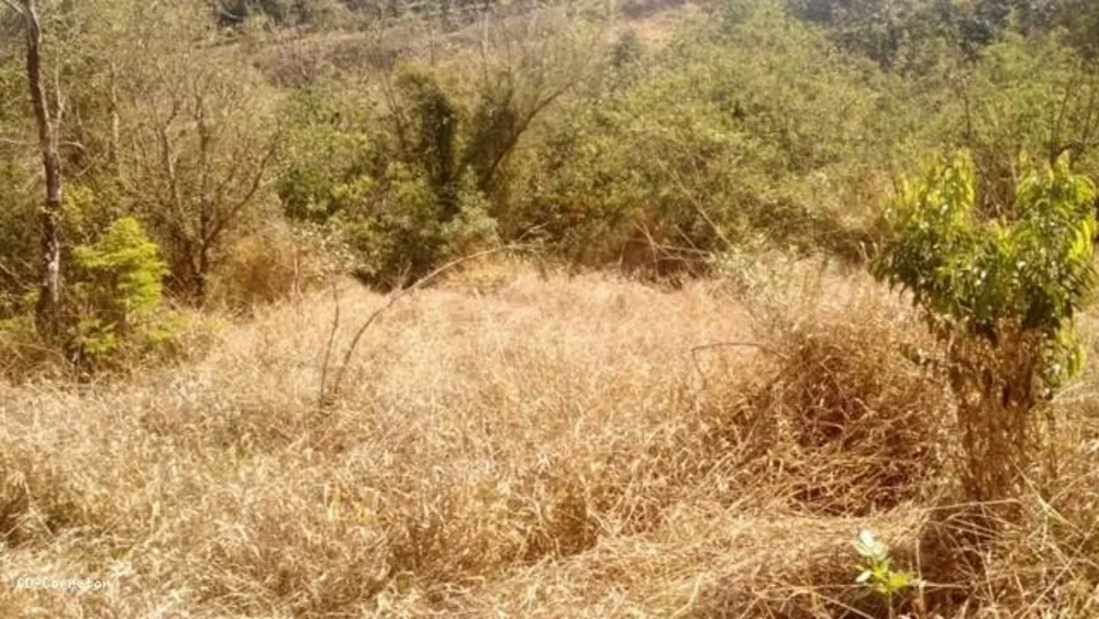 Terreno, 10000 m² - Foto 4