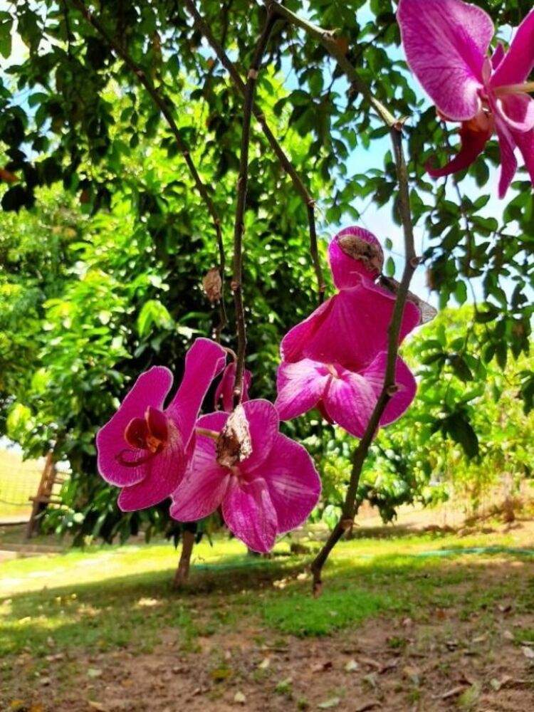 Chácara, 8 quartos, 4000 m² - Foto 26