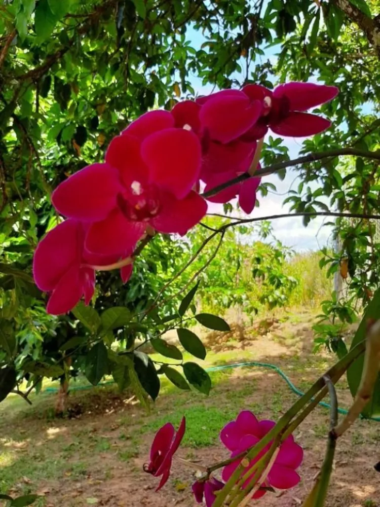 Chácara, 8 quartos, 4000 m² - Foto 27