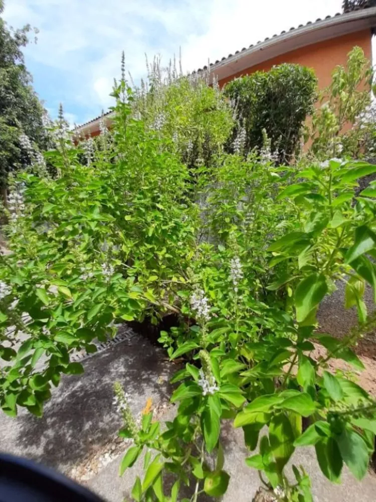 Chácara, 8 quartos, 4000 m² - Foto 13