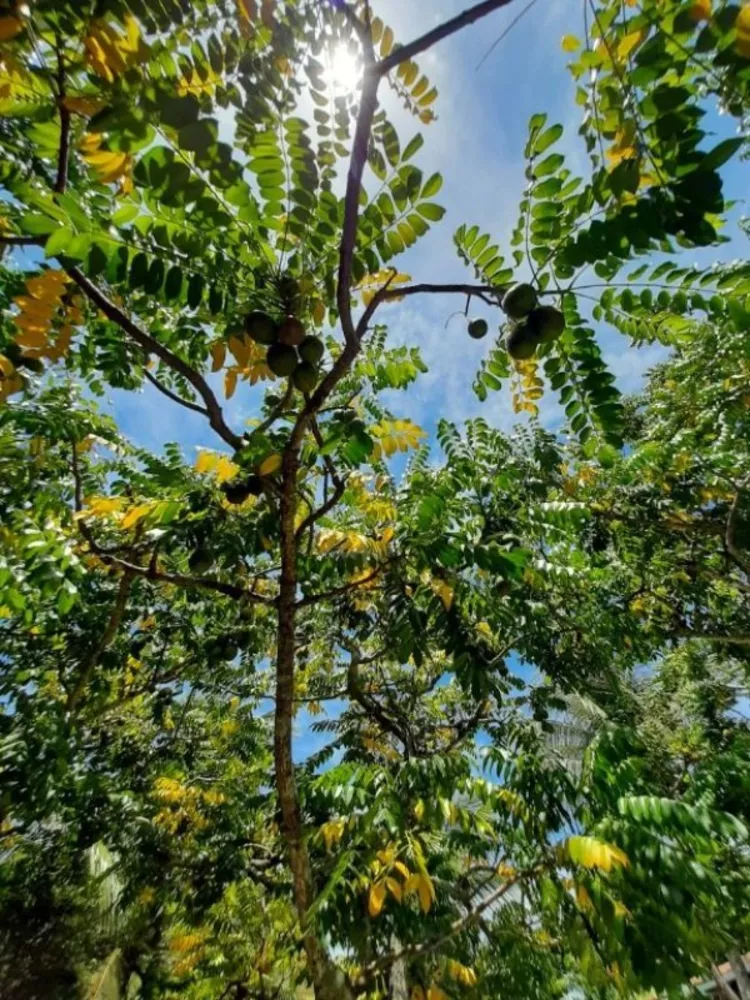 Chácara, 8 quartos, 4000 m² - Foto 25