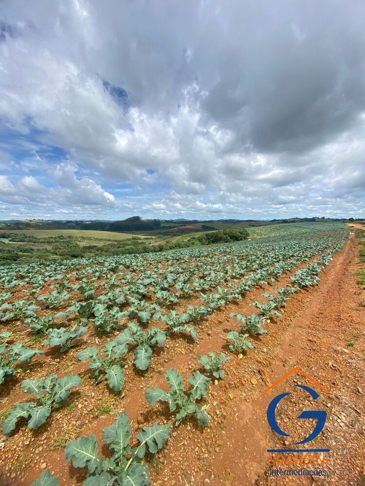 Fazenda à venda com 3 quartos - Foto 3