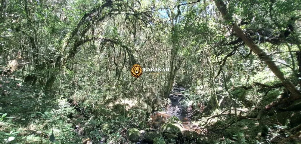 Sítio, 27 hectares - Foto 12