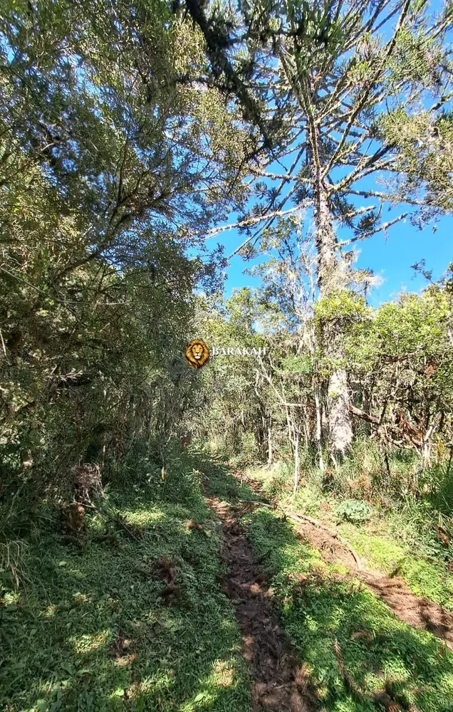 Sítio, 27 hectares - Foto 6