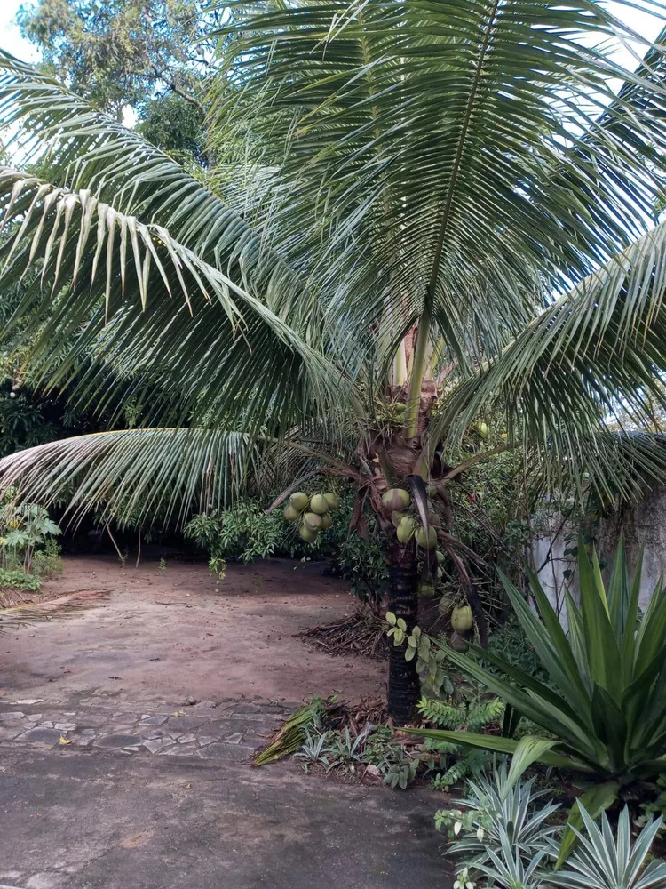 Chácara, 3 quartos, 1000 m² - Foto 3