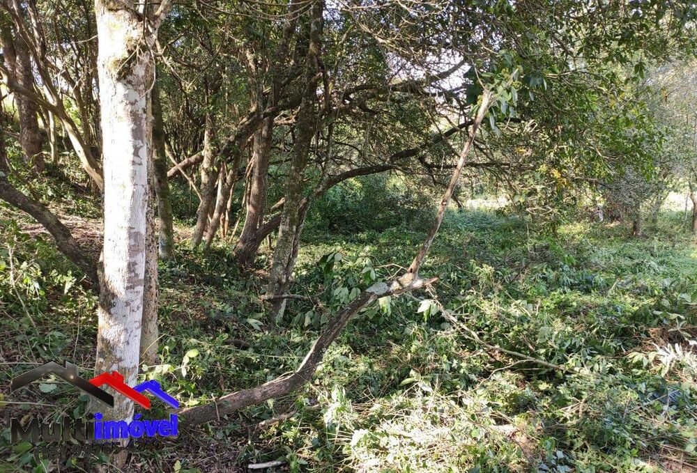 Chácara à venda com 4 quartos, 18000m² - Foto 8