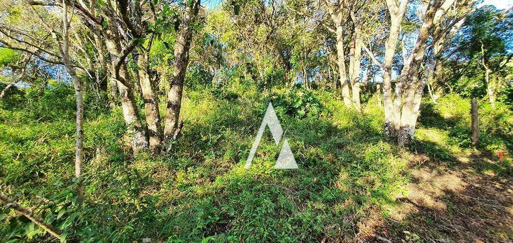 Terreno, 2 hectares - Foto 4