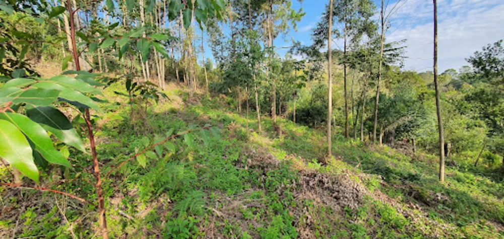 Terreno, 2000 m² - Foto 2