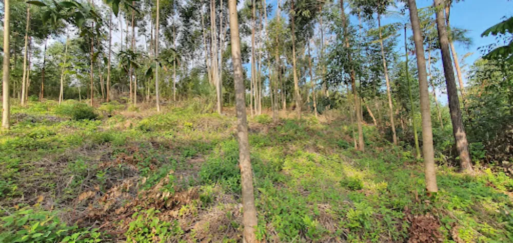 Terreno, 2000 m² - Foto 14