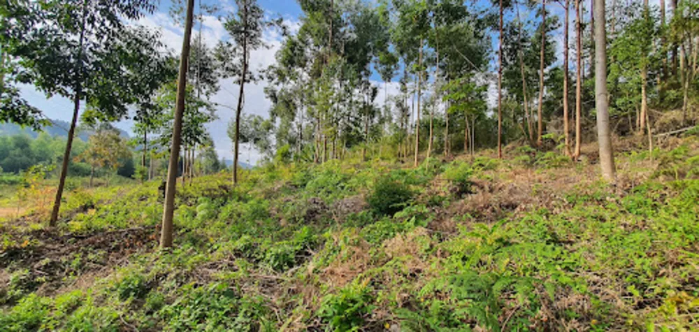 Terreno, 2000 m² - Foto 5