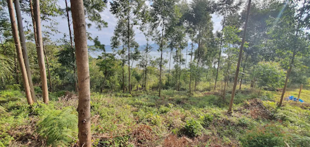 Terreno, 2000 m² - Foto 3