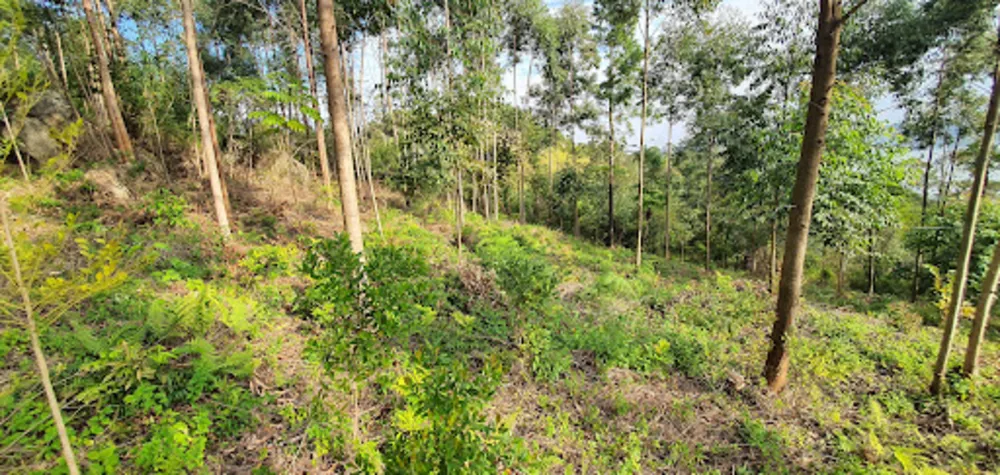 Terreno, 2000 m² - Foto 4