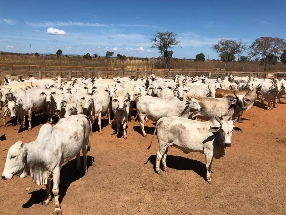 Fazenda à venda, 10400m² - Foto 2