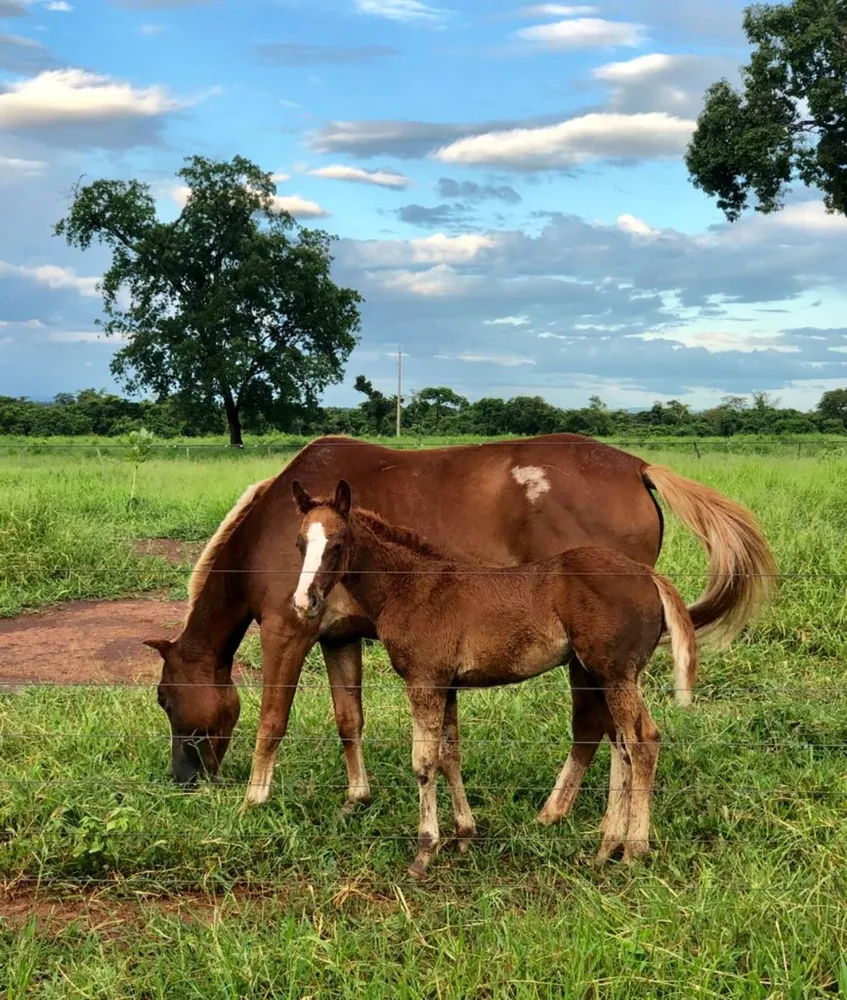 Fazenda - Foto 1