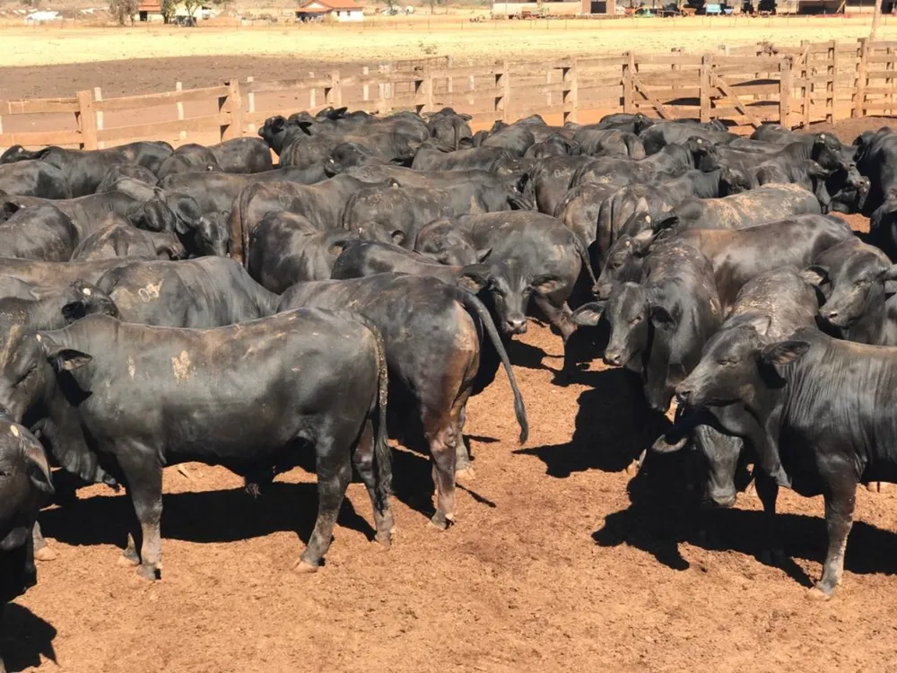 Fazenda - Foto 11