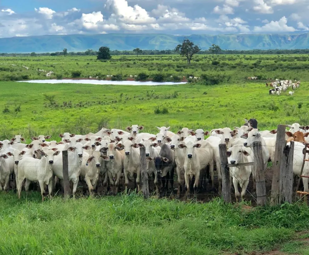 Fazenda - Foto 16