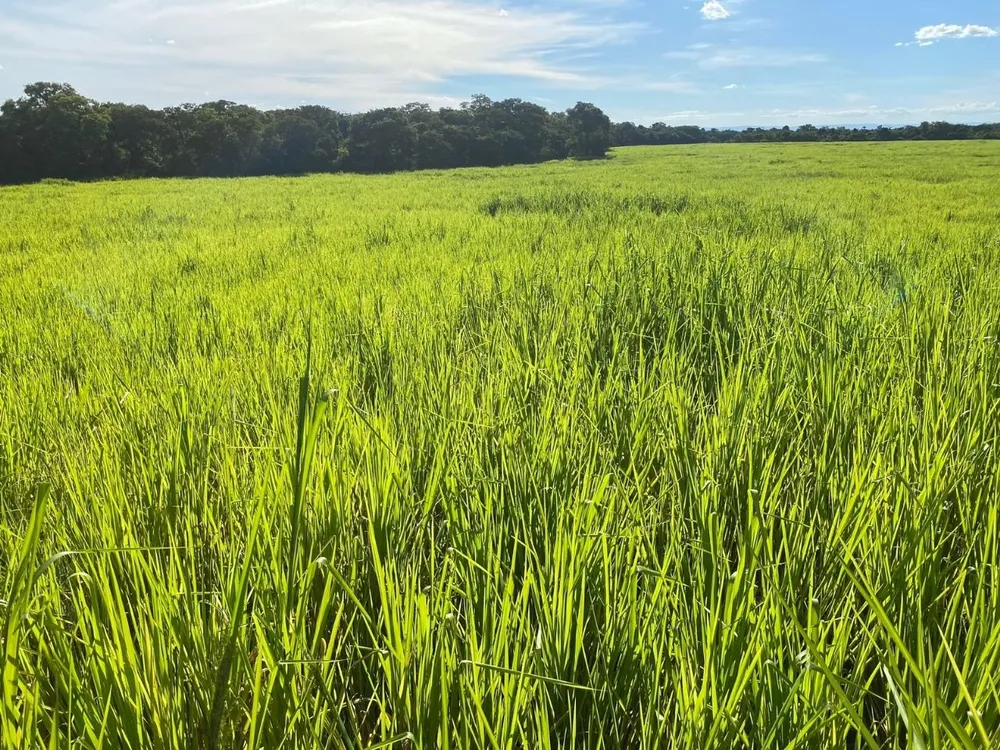 Fazenda - Foto 2