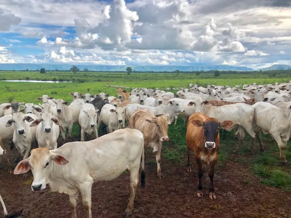 Fazenda - Foto 15