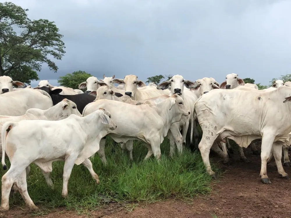 Fazenda - Foto 4