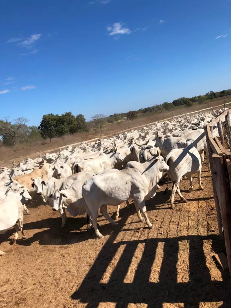 Fazenda à venda, 10400m² - Foto 3