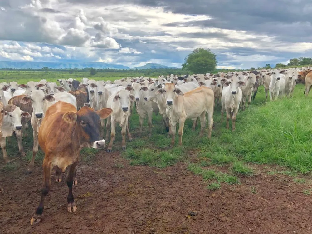 Fazenda - Foto 13