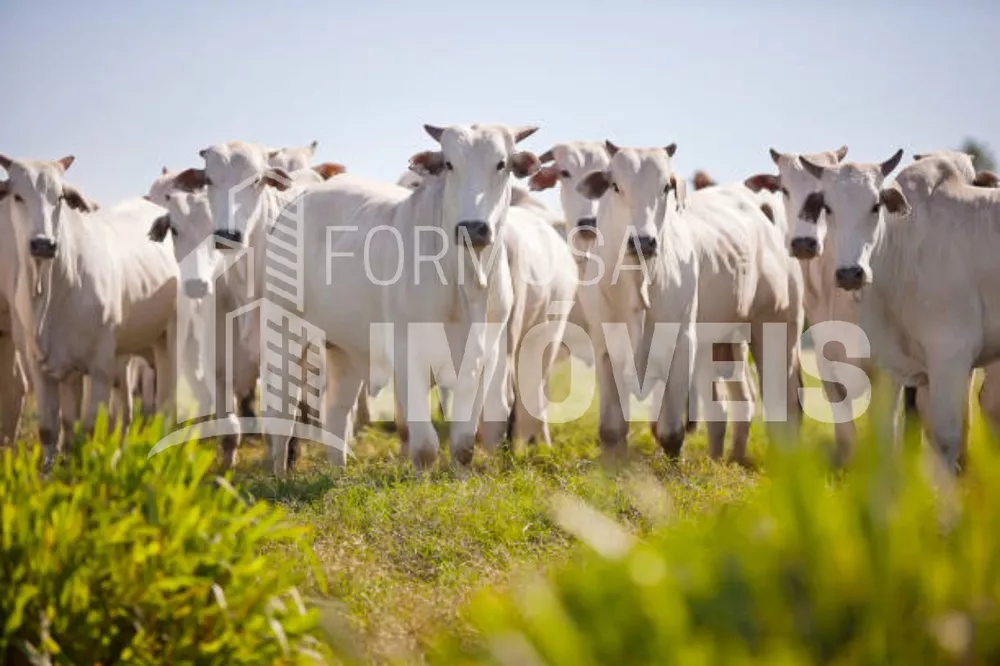 Fazenda à venda, 6000m² - Foto 11