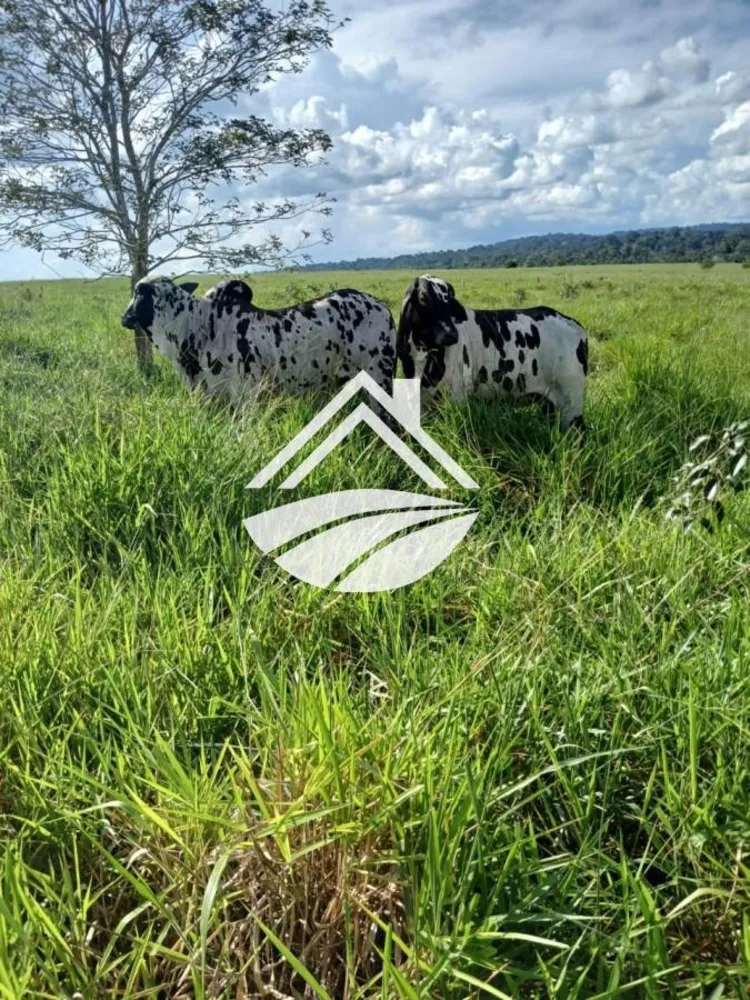 Fazenda, 1 m² - Foto 11