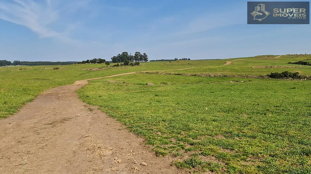 Fazenda, 875 hectares - Foto 8