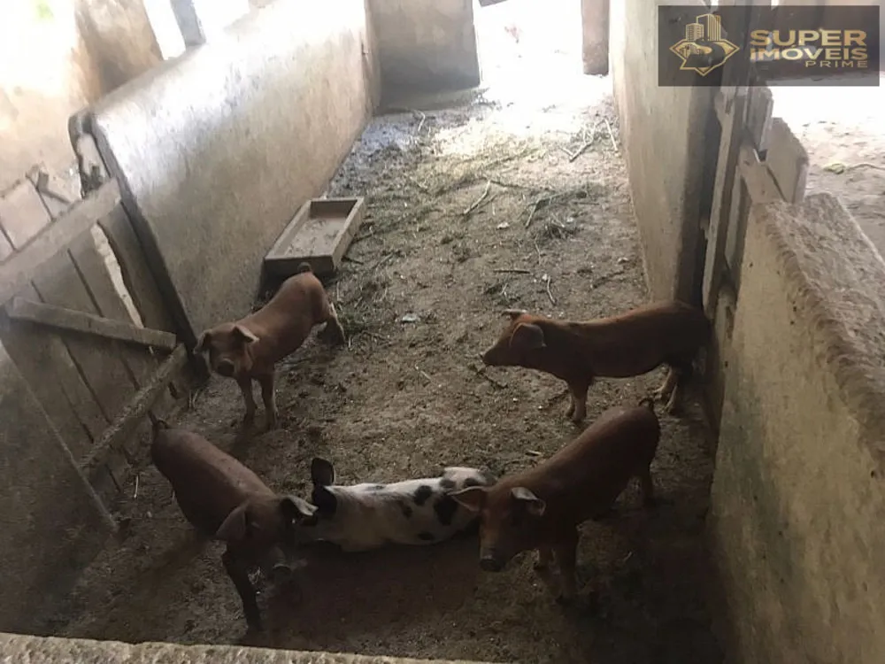 Sítio, 7 quartos, 12 hectares - Foto 15