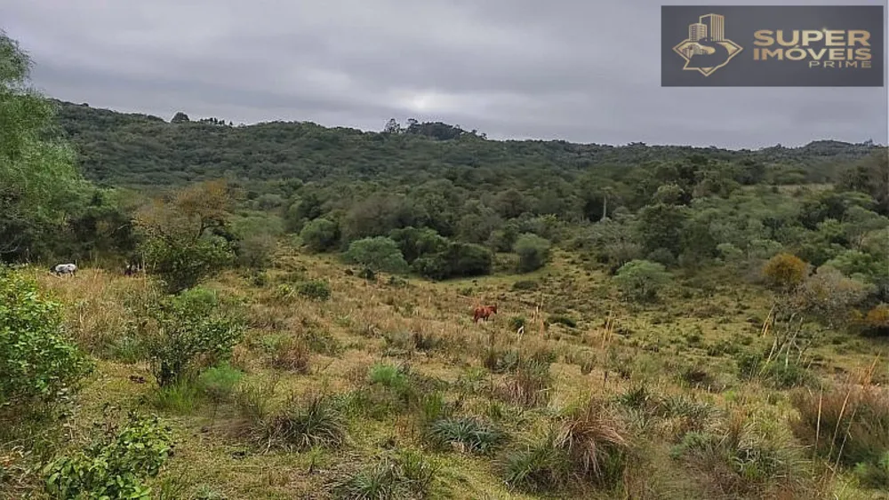 Fazenda, 260 hectares - Foto 3