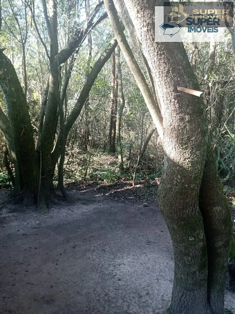 Terreno, 4 hectares - Foto 14