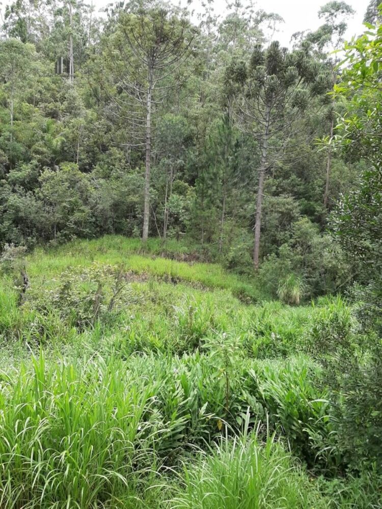 Chácara, 3 quartos, 2 hectares - Foto 4