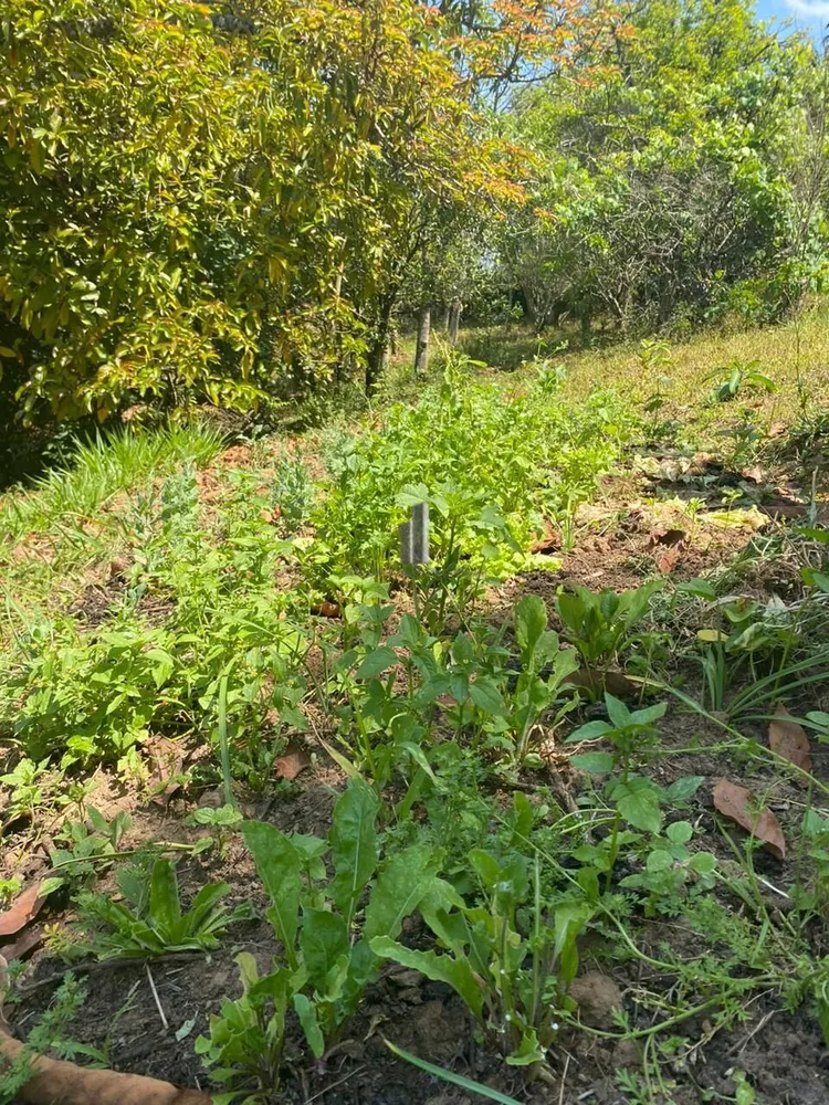 Chácara, 2 quartos, 2 hectares - Foto 14