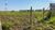 Terreno, 2 hectares - Foto 3