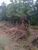 Terreno, 10000 m² - Foto 3