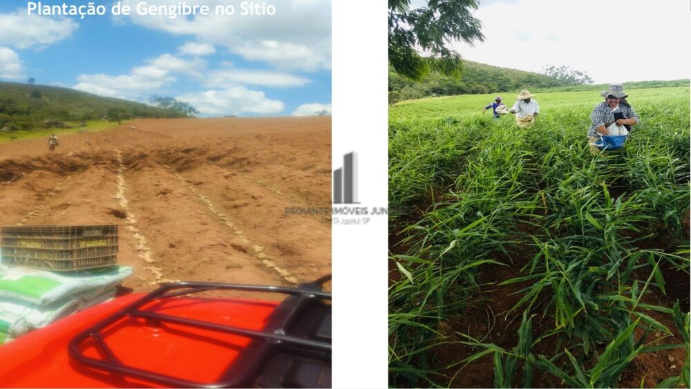 Sítio, 7 hectares - Foto 4