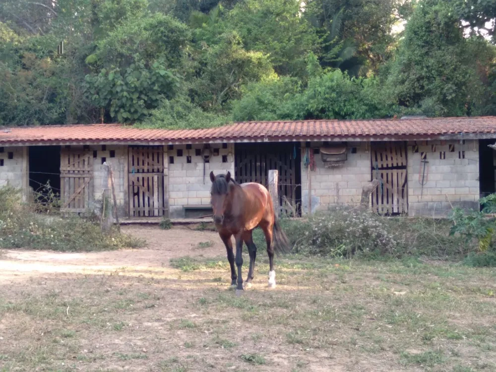 Sítio, 4 quartos, 8300 m² - Foto 4