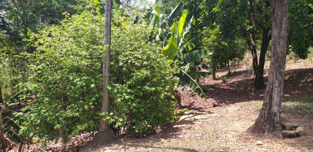 Chácara à venda com 4 quartos, 650m² - Foto 5