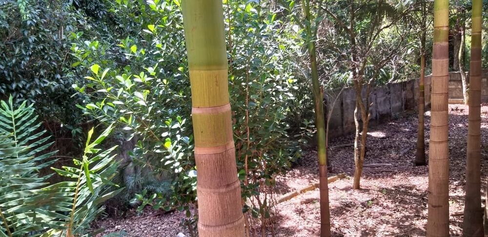 Chácara à venda com 4 quartos, 650m² - Foto 4