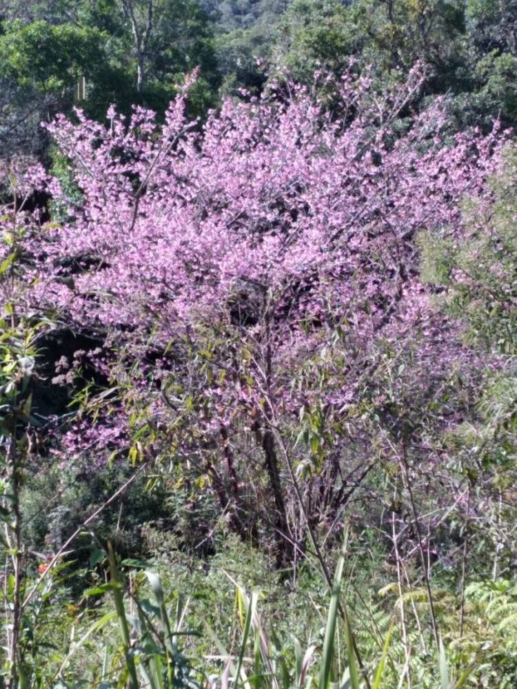 Sítio, 8 quartos, 27 hectares - Foto 3