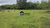 Fazenda, 68 hectares - Foto 1