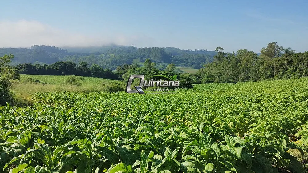 Sítio, 44 hectares - Foto 1