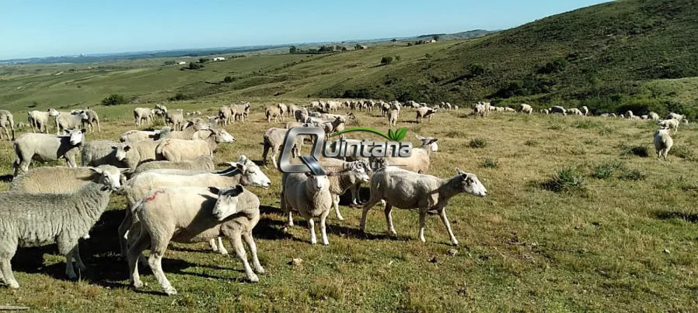 Fazenda, 36 hectares - Foto 8
