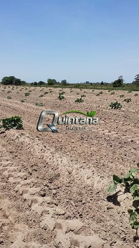 Sítio, 12 hectares - Foto 2