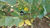 Fazenda, 50 hectares - Foto 1