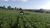 Fazenda, 50 hectares - Foto 4